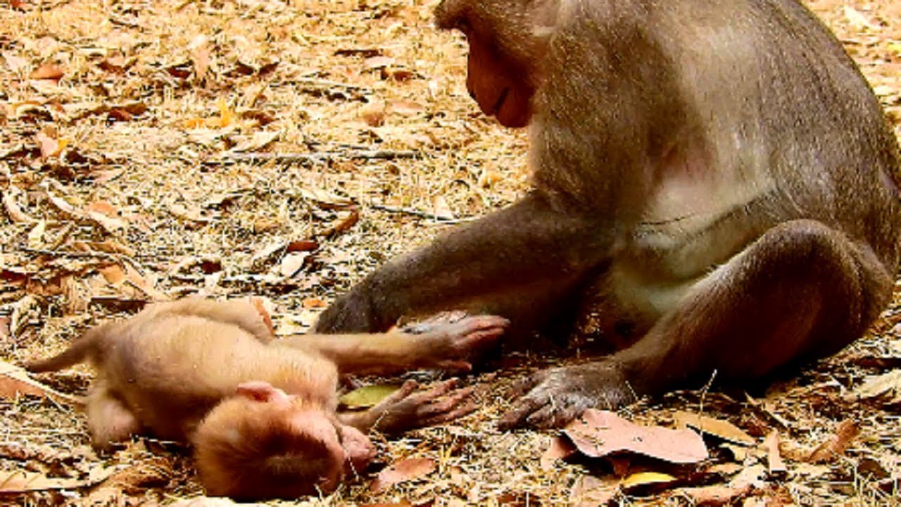 Orphan Axel miss mum& father!!! Why Jimo make baby so frighten? Monkey maltreat baby