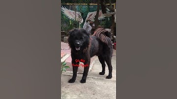 Chó Bắc Hà đen tuyền siêu khủng