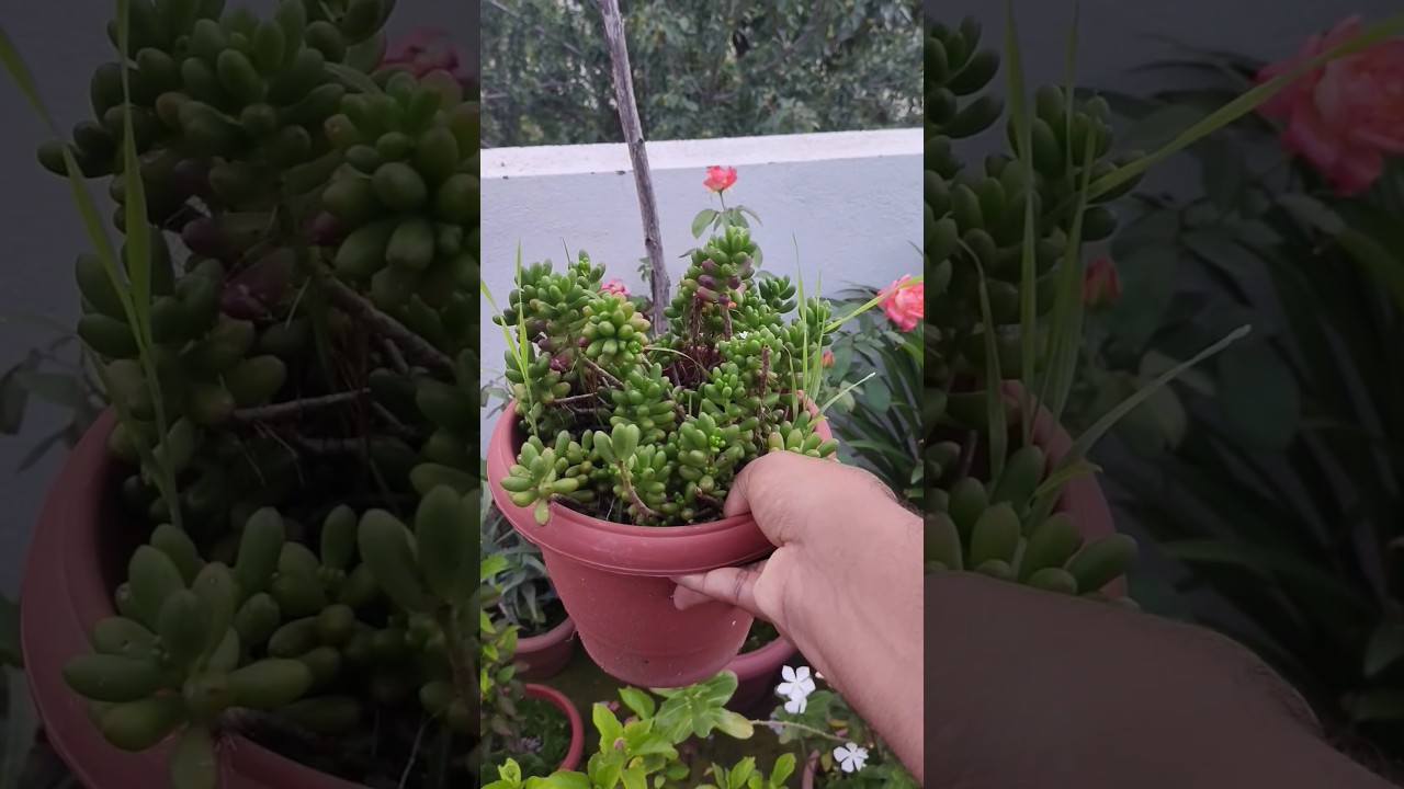 Jelly Bean Plant Beauty | Terrace Garden Vibes 🌱 