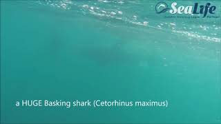 Basking shark and Common dolphins together, Lagos Portugal