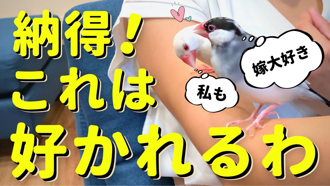 文鳥になつかれる人の特徴とは？なぜか好かれる嫁が大切にしている6つのこと Java sparrow