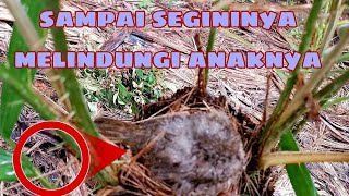 TERJADI LAGI INDUK BURUNG MELINDUNGI ANAKNYA DARI BAHAYA