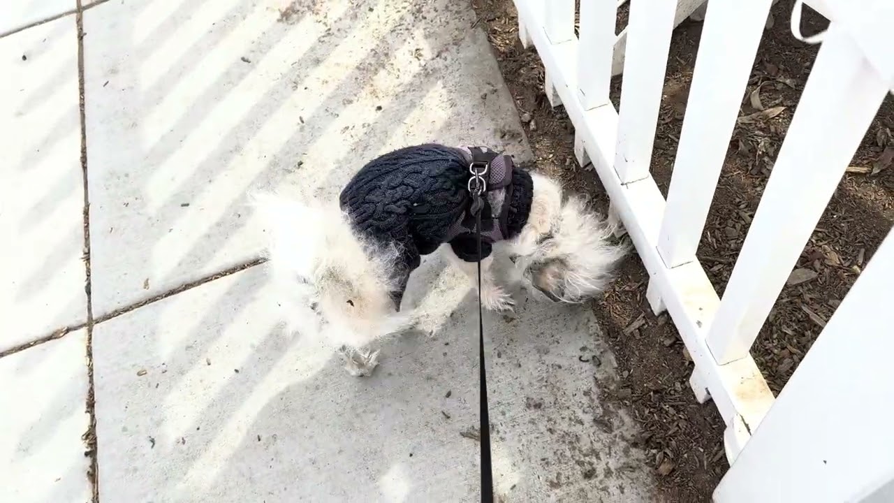 The Weight of Wand Wood  • 