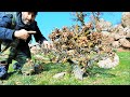Oak yamadori hunting high on the mountain vol 3  relaxing bonsai inspiration from nature
