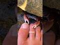 Listen To SATISFYING Crab ASMR Shorts