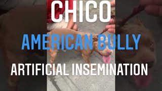 American Bully -Artificial Insemination Chicos First Stud Session With Gucci
