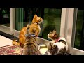 Funny cats and kittens meowing compilation  funnyplox funnyplox