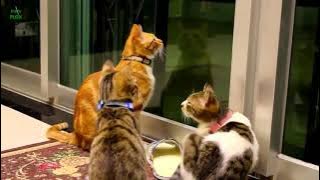 Funny Cats and Kittens Meowing Compilation / funnyplox #funnyplox