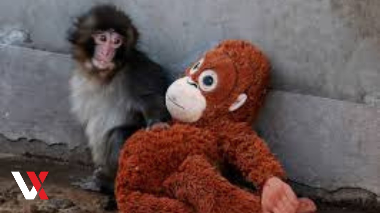 Брошенный детеныш обезьяны по кличке Панч неожиданно нашел свою мать — чучело орангутана — в япон...
