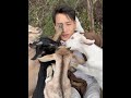Suddenly getting several slaps out of nowhere #rural life #lamb #shepherd prince
