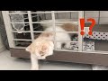 【子猫脱走】ケージ意味なし!猫は液体説【スコティッシュフォールド立ち耳】