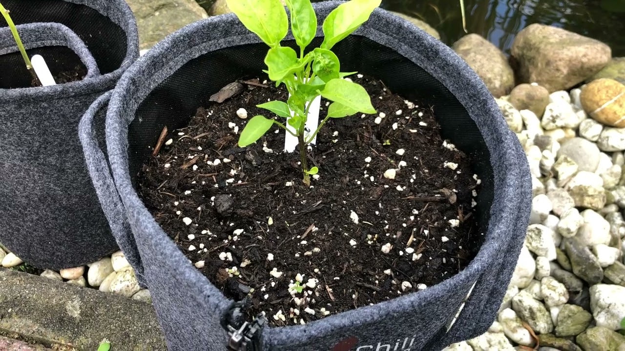 #chilichallenge2024, part 4, 🌈schnecken…18. Juni 2024