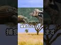 最強伝説　コモドドラゴン　#shorts