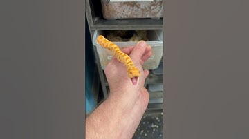 Thumbnail of Hangry Hognose! #babysnake #snake #cute
