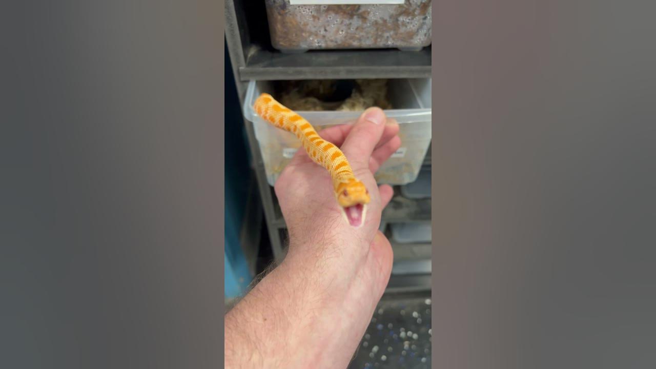 Hangry Hognose! #babysnake #snake #cute