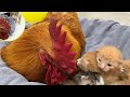 The cat entrusted the kitten to the roosterthe rooster was very responsible and reluctant to leave