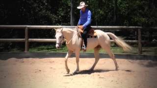 Shane D Olver Transferring Ground-Work to Round-Yard Riding