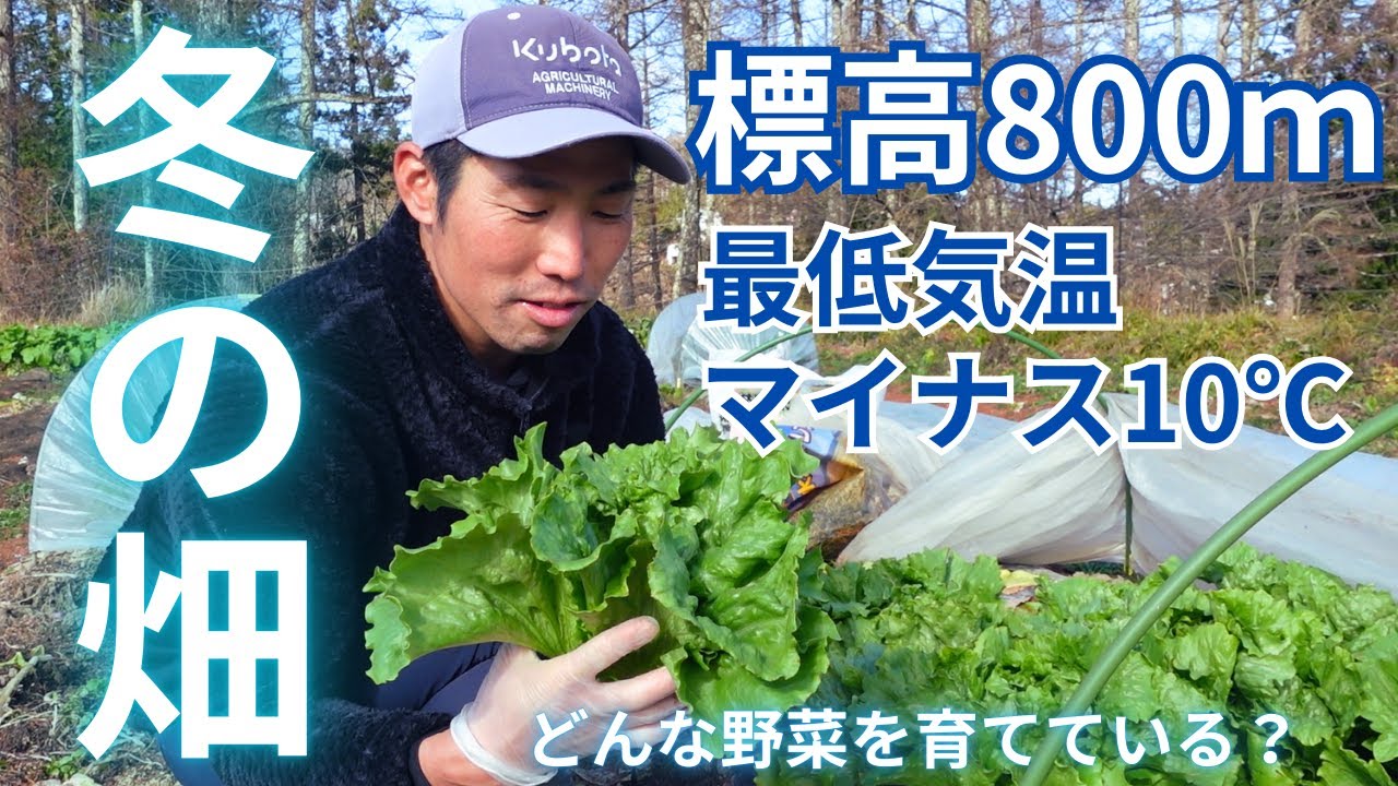 【畑ライフ】冬の畑。標高800ｍ最低気温マイナス10℃。どんな野菜を育ててる？