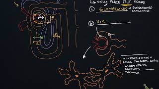 Ch  24 Notes Video