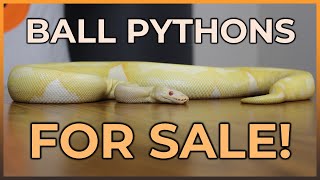 Ball Pythons we have FOR SALE on Morphmarket!