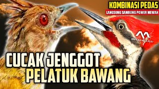 KASARAN TEMBAK NGEROLL‼️MASTERAN CUCAK JENGGOT VS PELATUK BAWANG || CUCAK JENGGOT SAMBUNG PELATUK