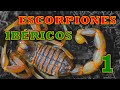 Escorpiones ibéricos - 1ª Parte