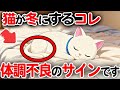 【知らないとヤバい】冬に猫が出す体調不良のサイン【猫雑学】