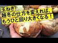 追肥だけじゃない！タマネギ肥大のために冬季にできる２つのこと。