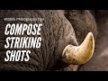 How to compose striking wildlife photographs | Wildlife photography tips for beginners