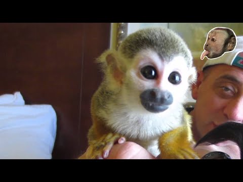 Video: Anong kulay ng squirrel monkey?