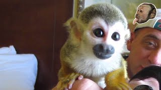 common squirrel monkey for sale