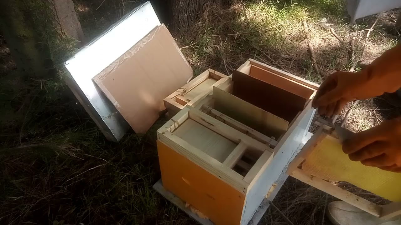 تجهيز نوايا التلقيح وإدخال العذراوات