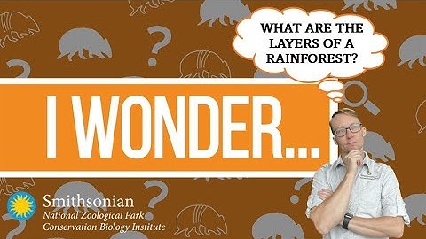 I Wonder - What are the layers of a rainforest?