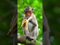 #animals #mengo #monkey #loveanimalworld #shortvideo #world