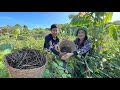 Harvest black mung beans for my recipe / Black mung beans recipe / Cooking with Sreypov