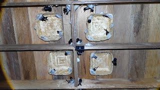 There are traces of 💩 snake droppings 🐍 in this swallow building