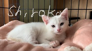 Cutest yawn ever: 2monthold Kitten “Shiroko”  ready for a nap  あくびが独特でかわいい子猫
