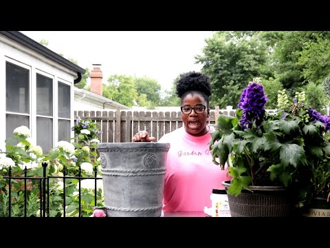 Videó: Cserepes növények a teljes napsütéshez: konténernövények termesztése teljes napon