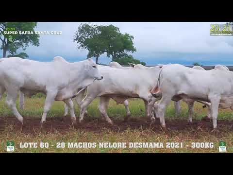 LOTE 060 MACHOS NELORE  DESMAMA