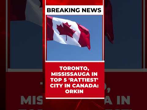 TORONTO, MISSISSAUGA IN TOP 5 'RATTIEST' CITY IN CANADA: ORKIN