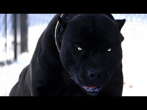 Video: Large Breeds Of Dogs: Rules Of Keeping