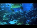 Aquarium 2hr relax music no middle ads