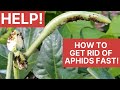 Get Rid of Aphids | Florida Vegetable Garden Sustainable Pest Management