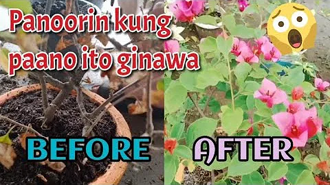 How to keep your Bougainvillea BEAUTIFUL!! | Pro t...