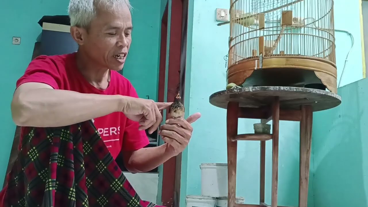 Aktifitas Memberi Makan Burung Pagi Hari