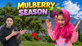 Mulberry Season in Gilgit Baltistan 😍