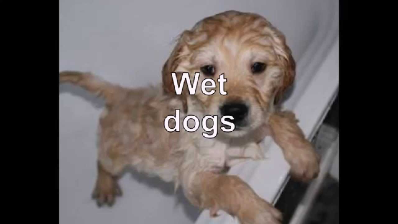 Funny Wet Dogs YouTube