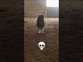 POV: You underestimated the chonky horse 🐴💀#shortvideo