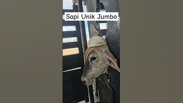 Sapi lucu, Sapi unik, Suara sapi, Cow #shorts #viral #sapi #cow