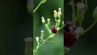 VENTAJAS DEL CONTROL BIOLÓGICO DE PLAGAS | CAMPO DIGITAL